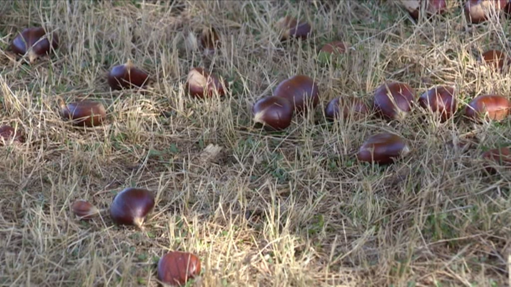 Seca afeta produção da castanha