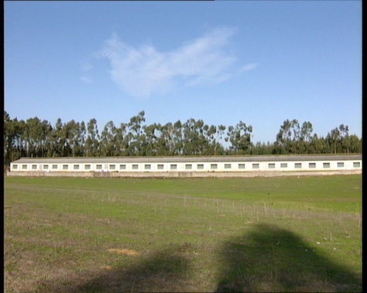 A criação de frangos e a produção de ovos