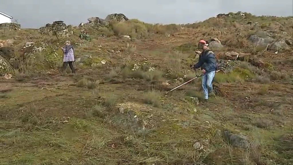 Jerónimo de Sousa sobre a limpeza da floresta