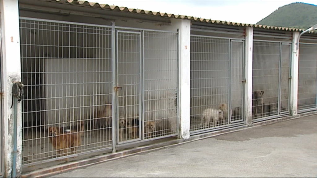 Novo regulamento no Canil de Ponta Delgada