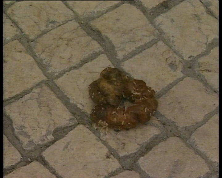 Dejetos nas ruas de Lisboa