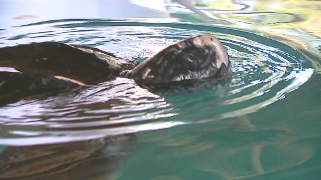 Tartaruga gigante no Algarve