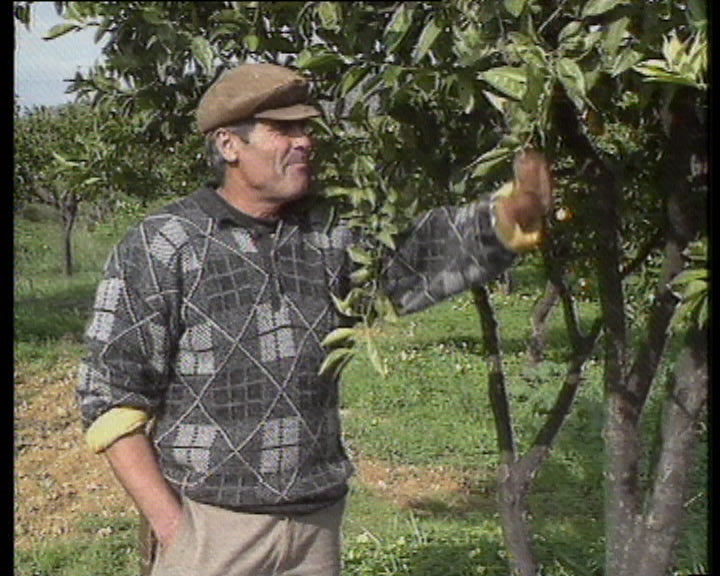 Agricultura no Algarve