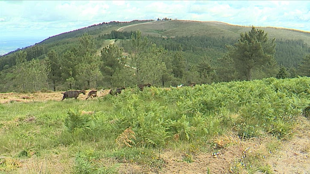 Dois anos depois dos incêndios em Pedrógão Grande