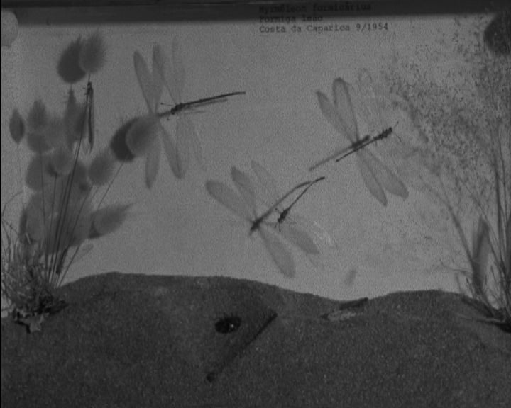 Inauguração de exposição de animais dissecados