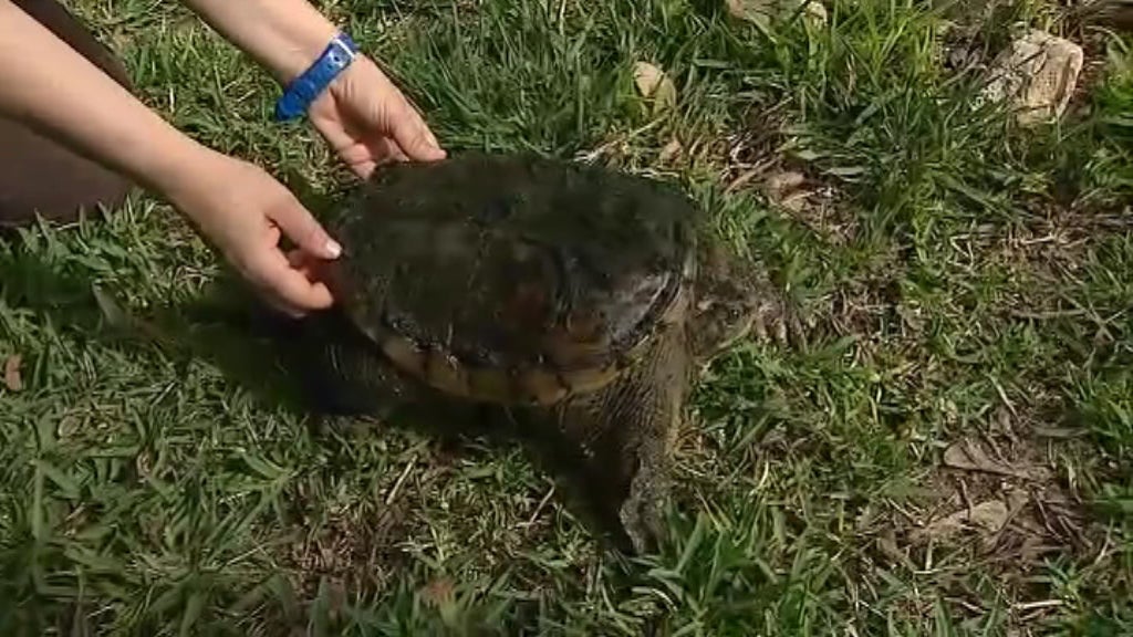 Parque Zoológico em Silves