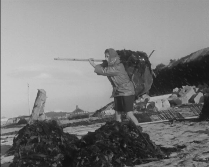 Apanha de bivalves e de sargaço