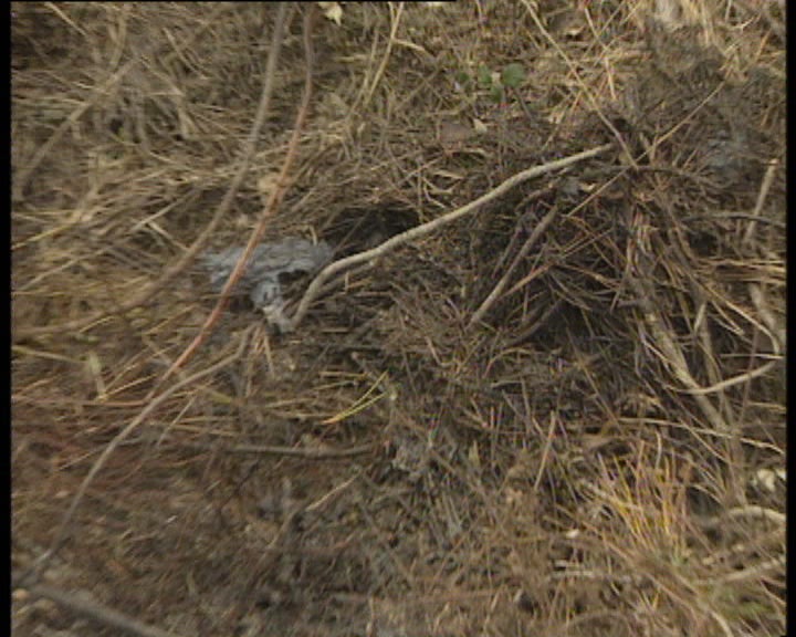 Corpo carbonizado em Setúbal