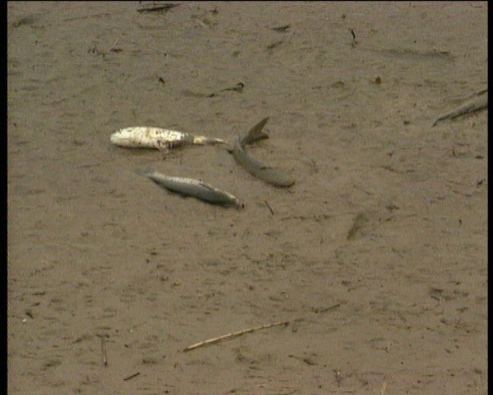 Peixes mortos no Trancão