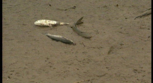 Peixes mortos no Trancão