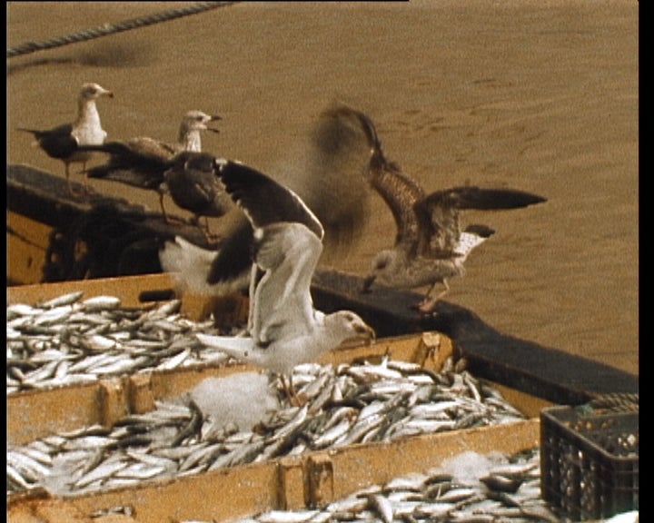 Novos centros de formação de pescadores