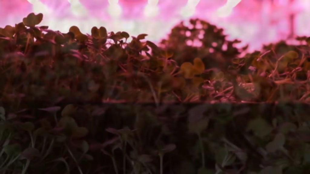 Sistema inovador de produção de alimentos