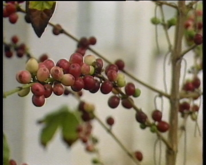 Convénio para a produção de café