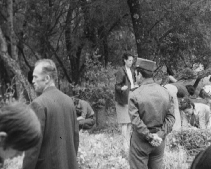 Limpeza da mata da Matinha de Queluz