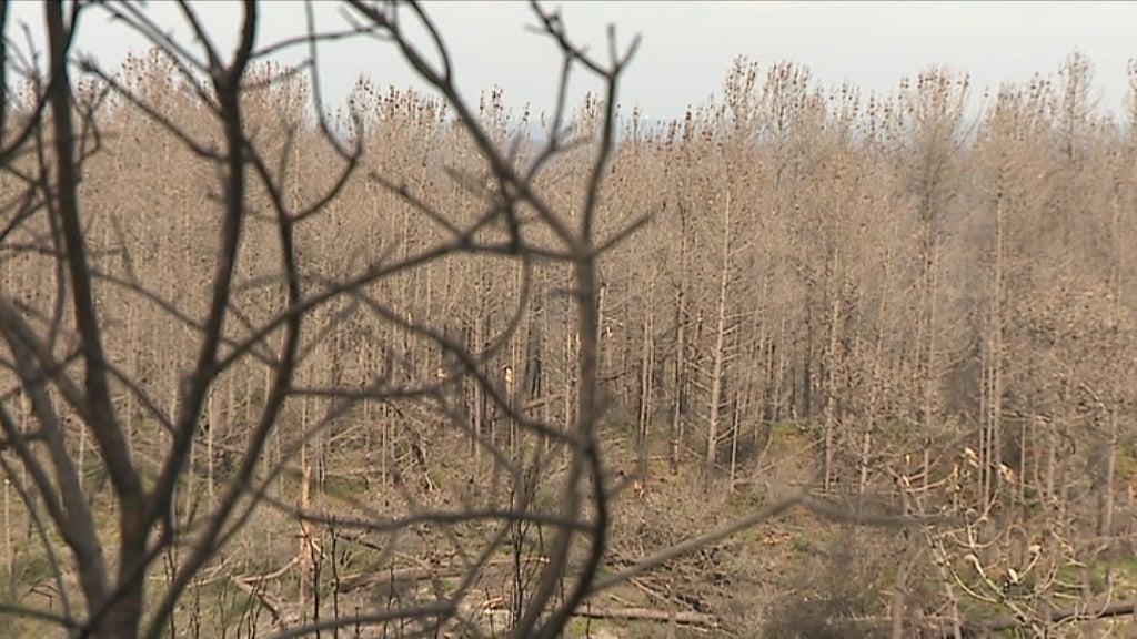 Plano para a floresta