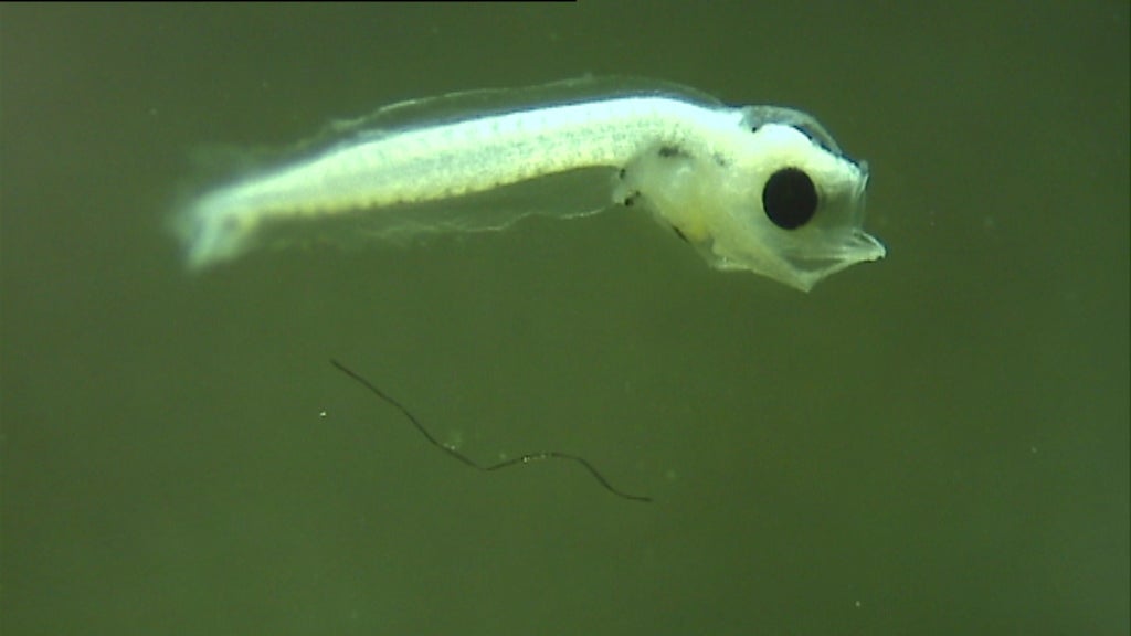 Microplástico no estuário Douro