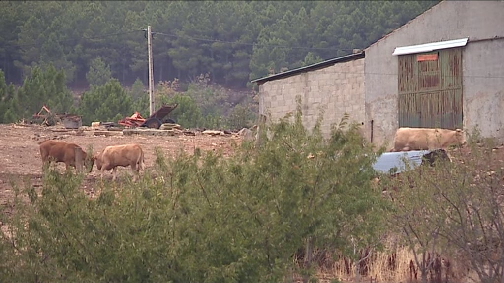 Quebra na produção de Leite