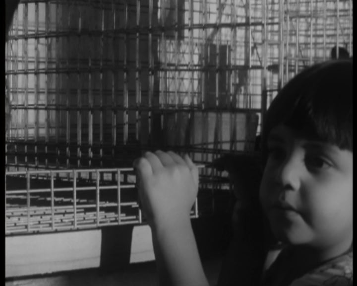 II exposição de coelhos no Rio de Janeiro