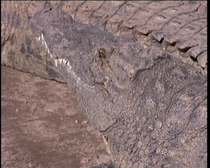 Crocodilos no Alentejo