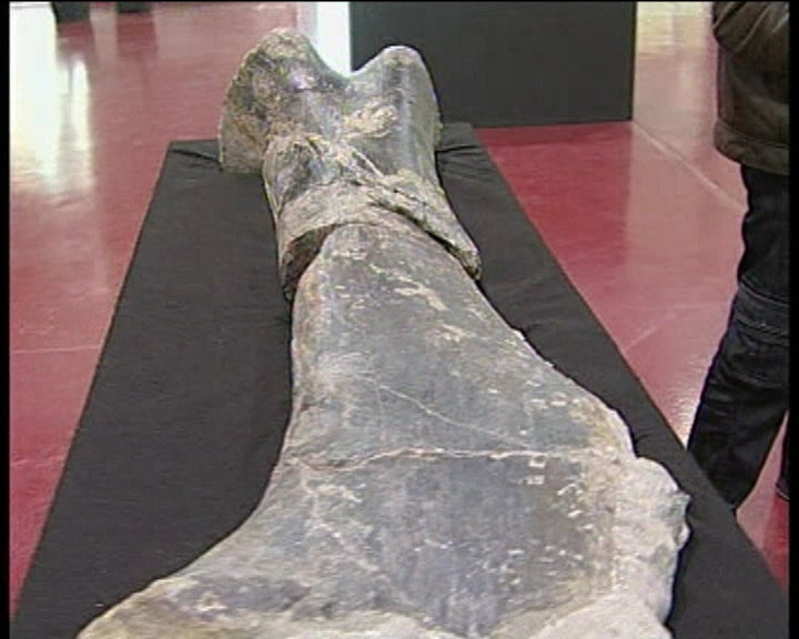 Exposição de Dinossauros I