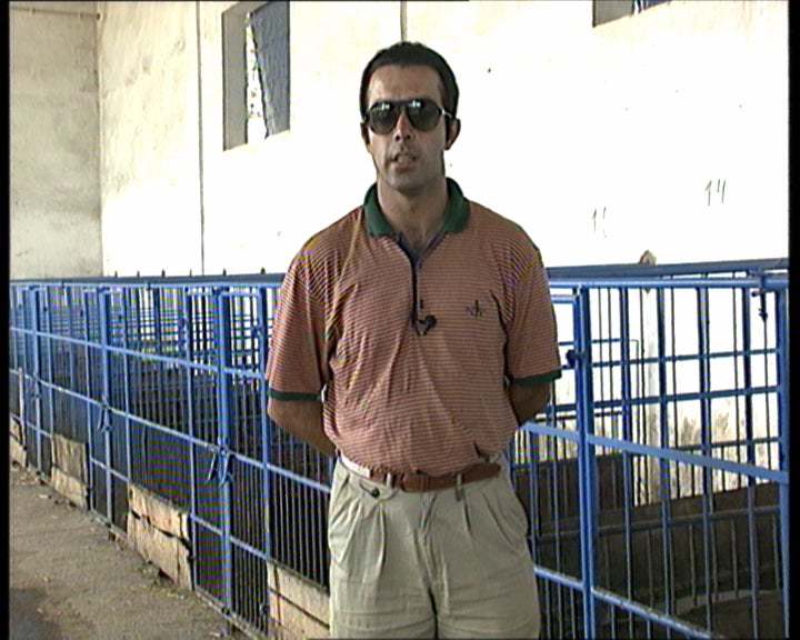 O porco de Montanheira