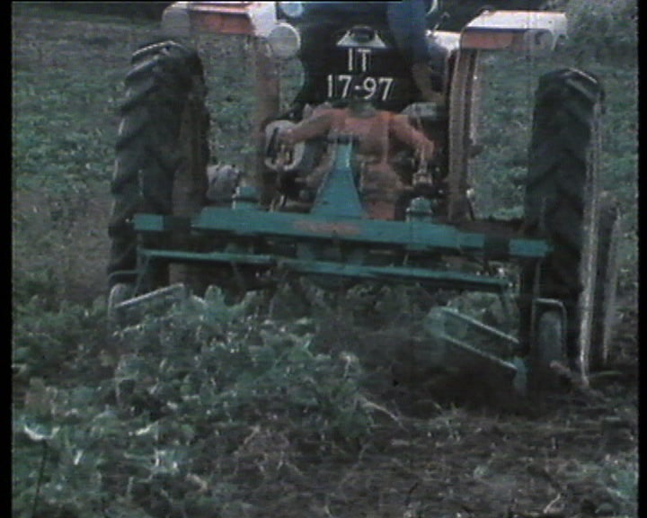 Cultura de beterraba sacarina
