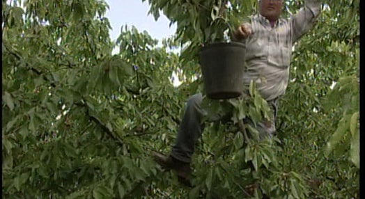 Produção de cereja