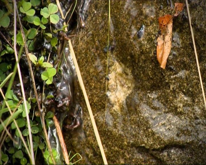 Incêndios florestais nas áreas protegidas: consequência nos solos