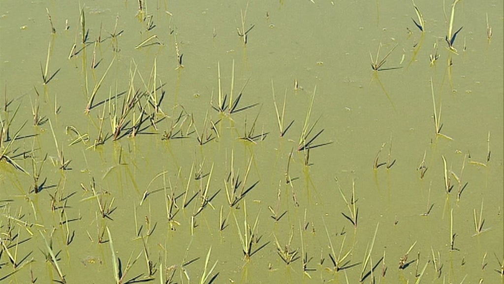 Poluição na Barragem da Marateca