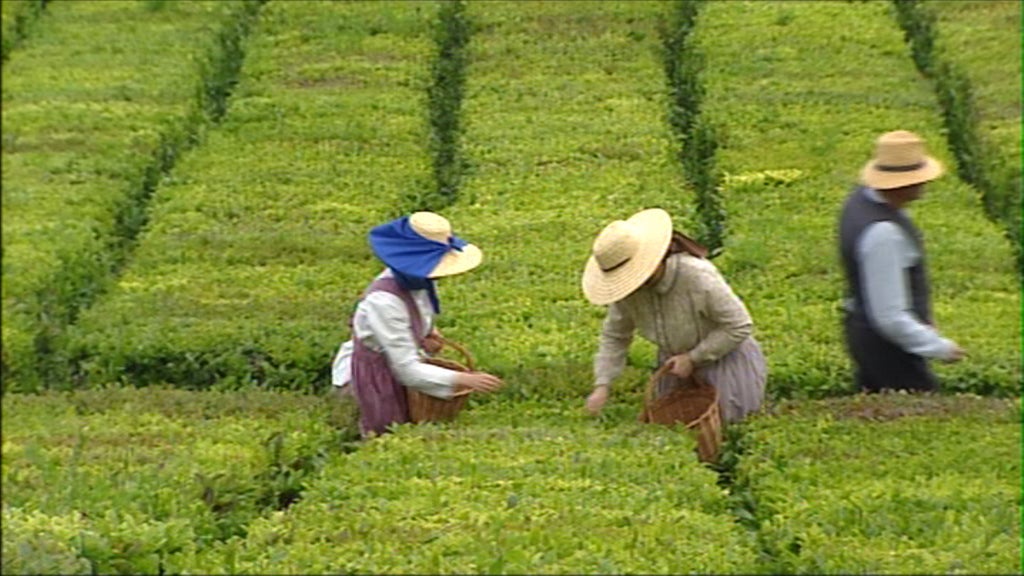 Fábrica do Chá do Porto Formoso apresenta novo chá