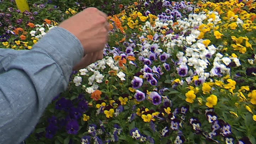 Produção de Microvegetais