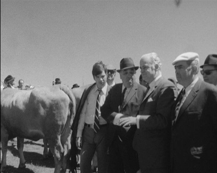 Concurso de gado bovino na Guarda