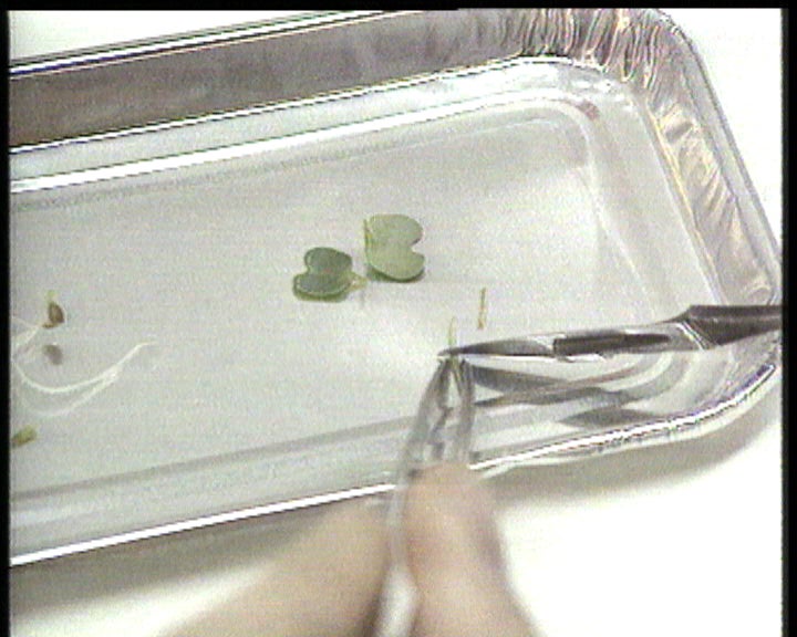 Culturas transgénicas