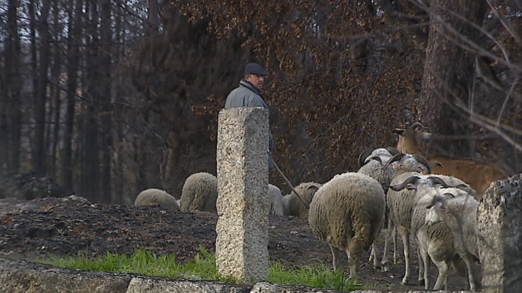 Vítimas dos incêndios sem apoios