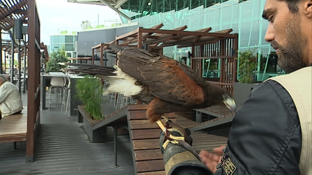 Águias em Espaços Públicos