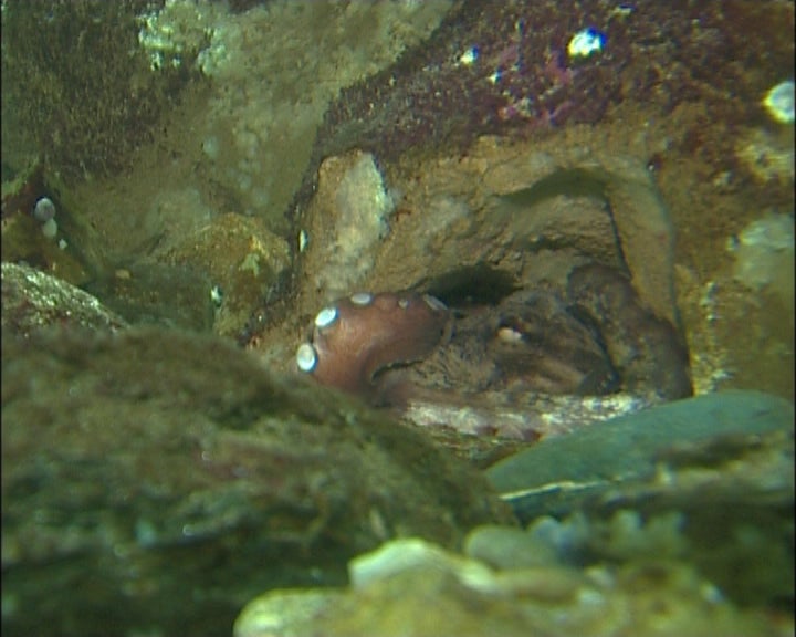Polvos mortos nas praias de Gaia