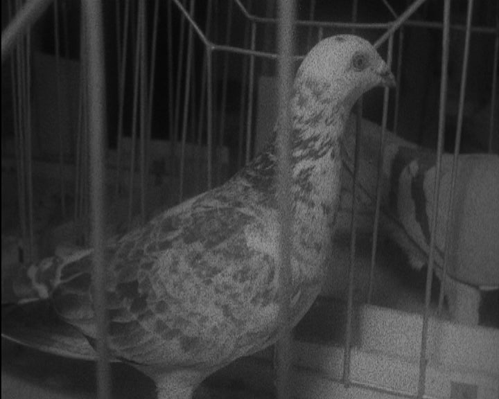 4ª Exposição Columbófila