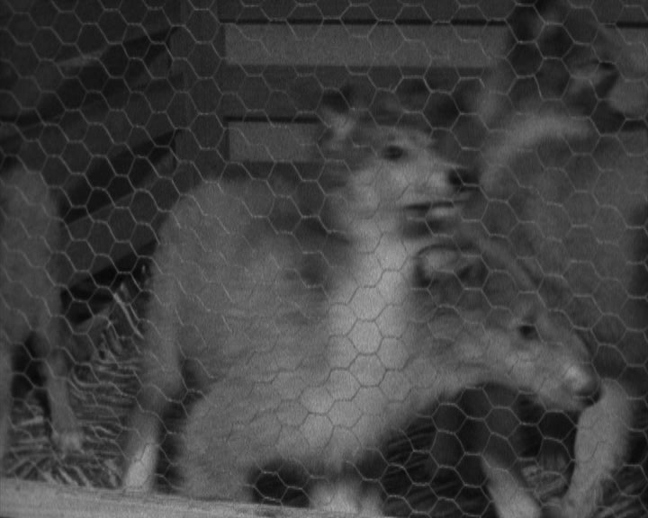 18ª Exposição Canina Internacional no Porto