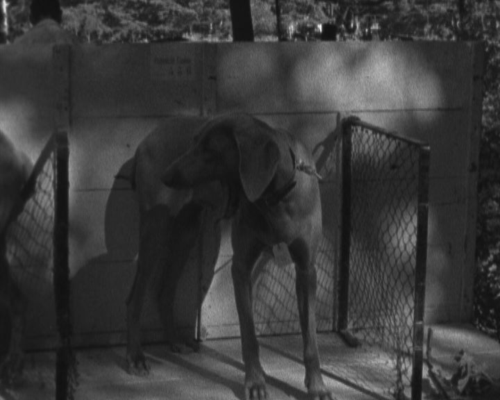 Inauguração da Exposição Canina Internacional