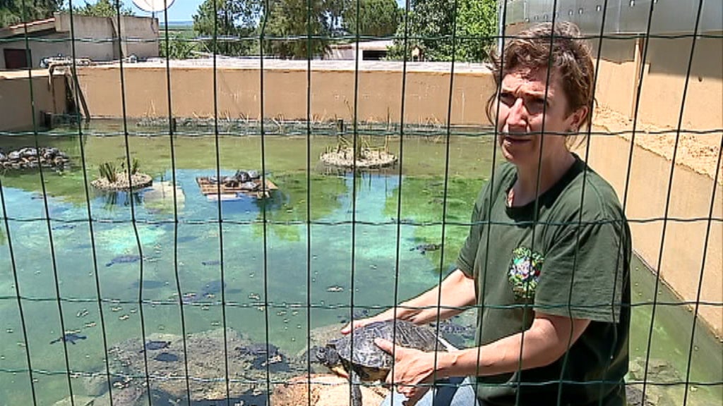 Tartarugas exóticas