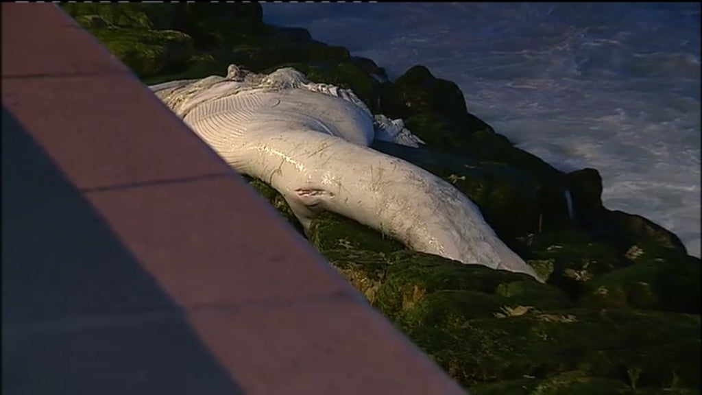 Baleia morta em Cascais