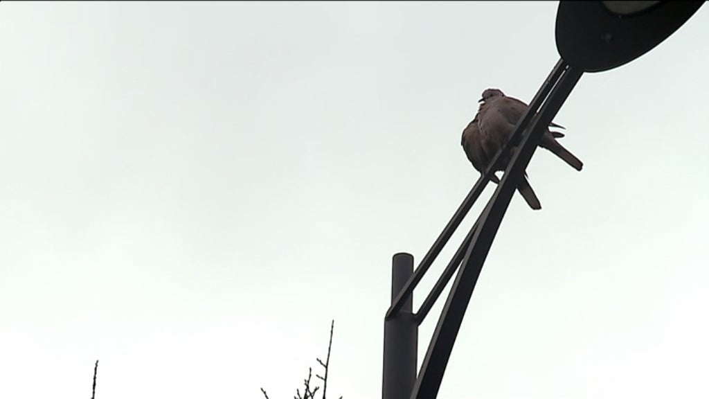 Legionella no Hospital da Régua