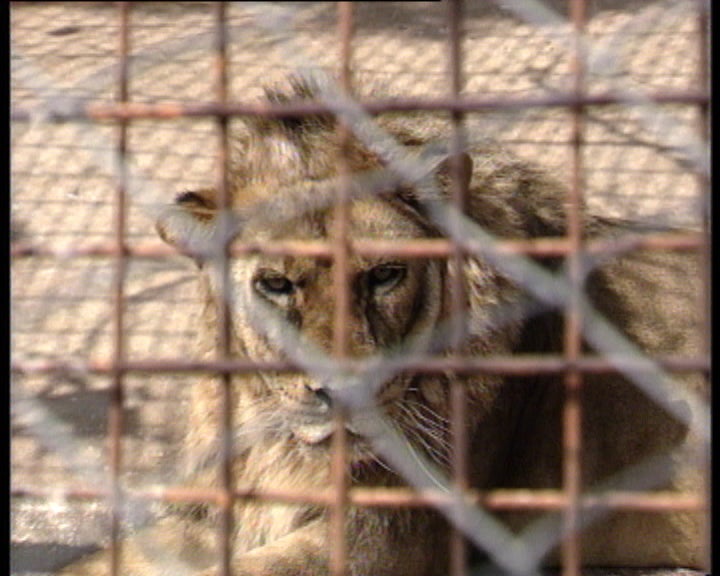 Mini jardim zoológico em Setúbal
