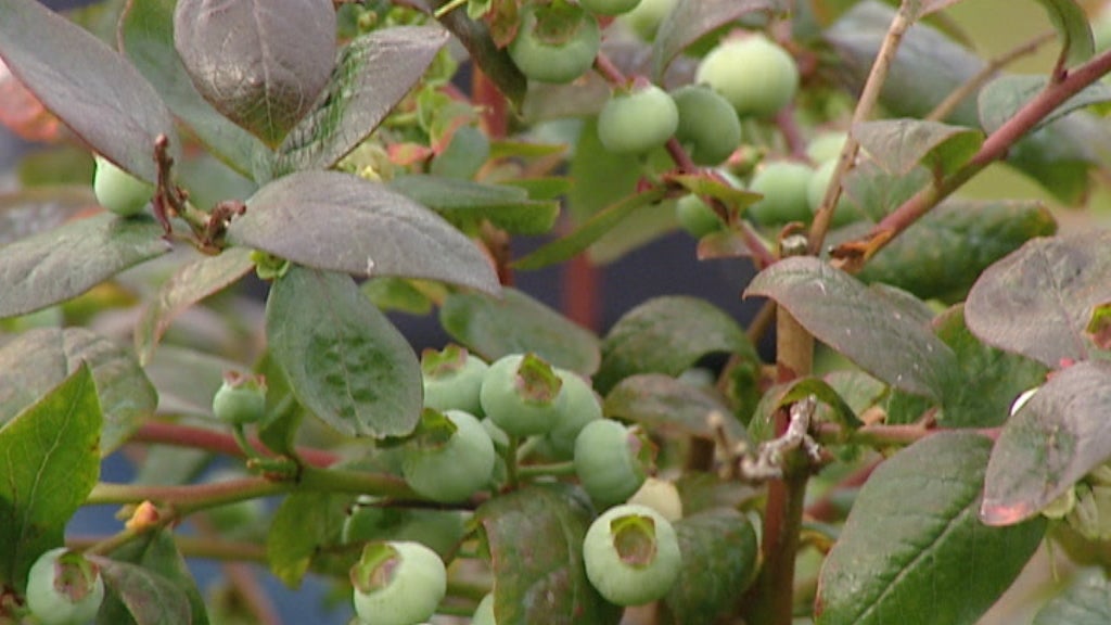 Plantações de Mirtilos