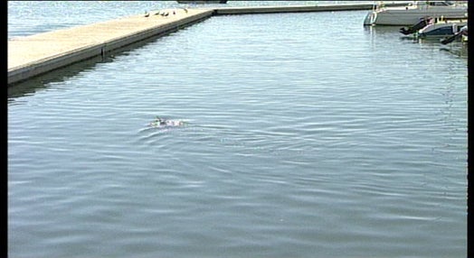 Golfinhos entram na Ria Formosa