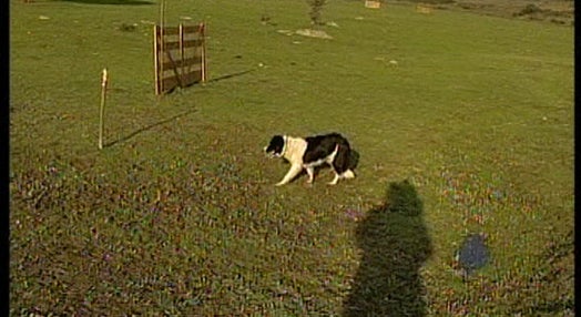 Cão pastor