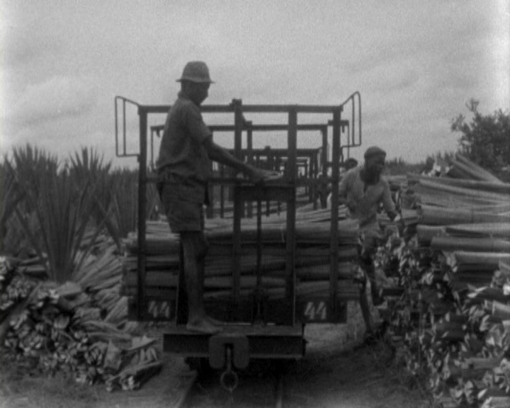 Cultura do sisal em Moçambique