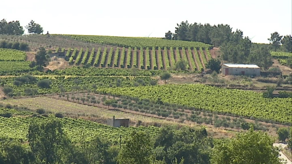 Vinhas queimadas em Pinhel