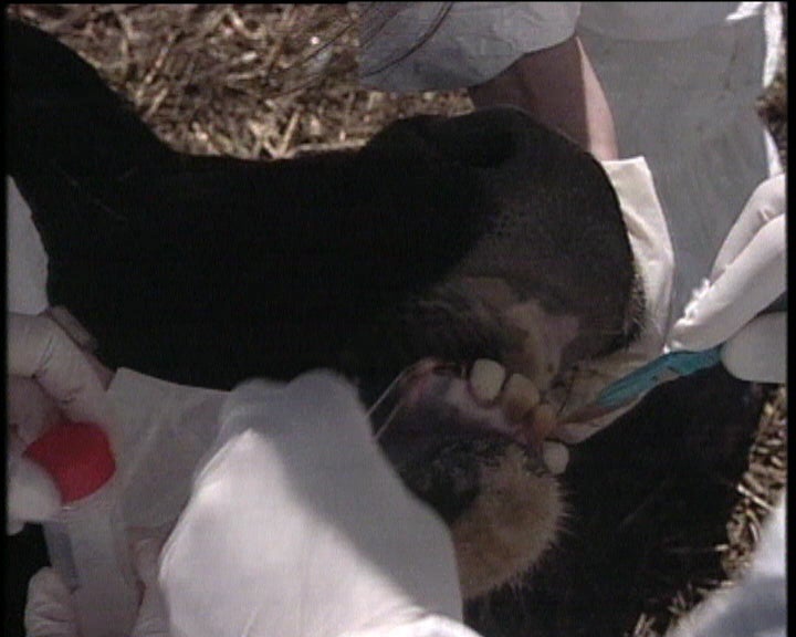 Abate de Gado na Covilhã