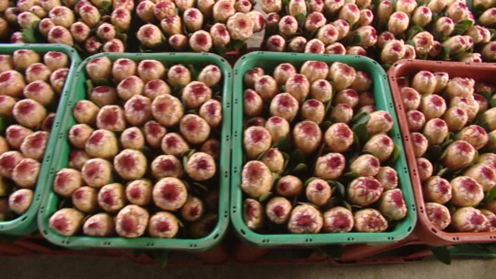 Prejuízo exportação das Próteas